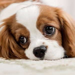 Meet your Posher, Thảo